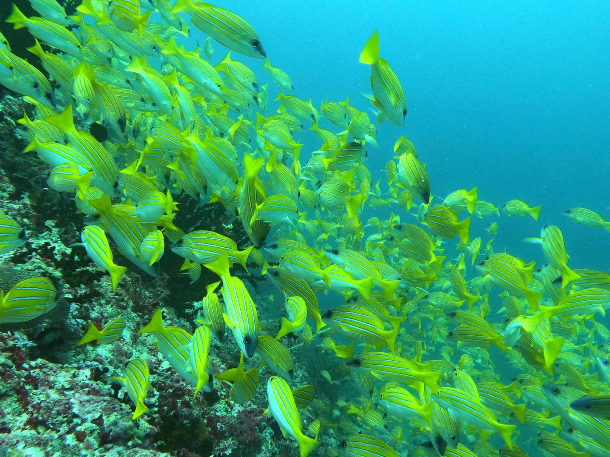 Kamadhoo Inn Екстериор снимка