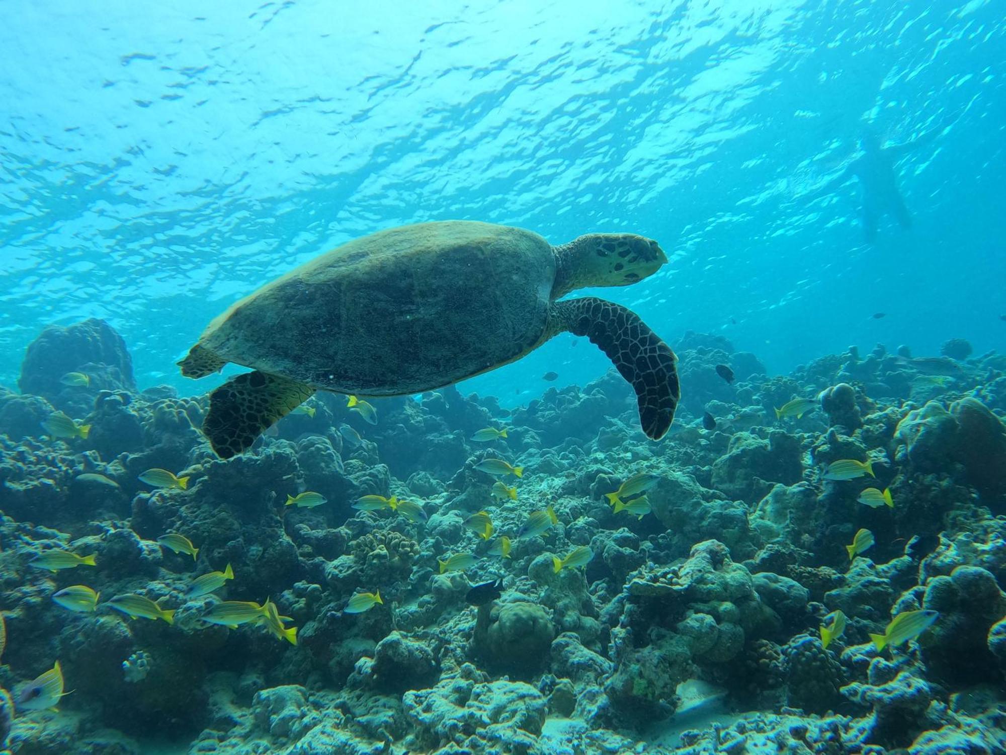 Kamadhoo Inn Екстериор снимка