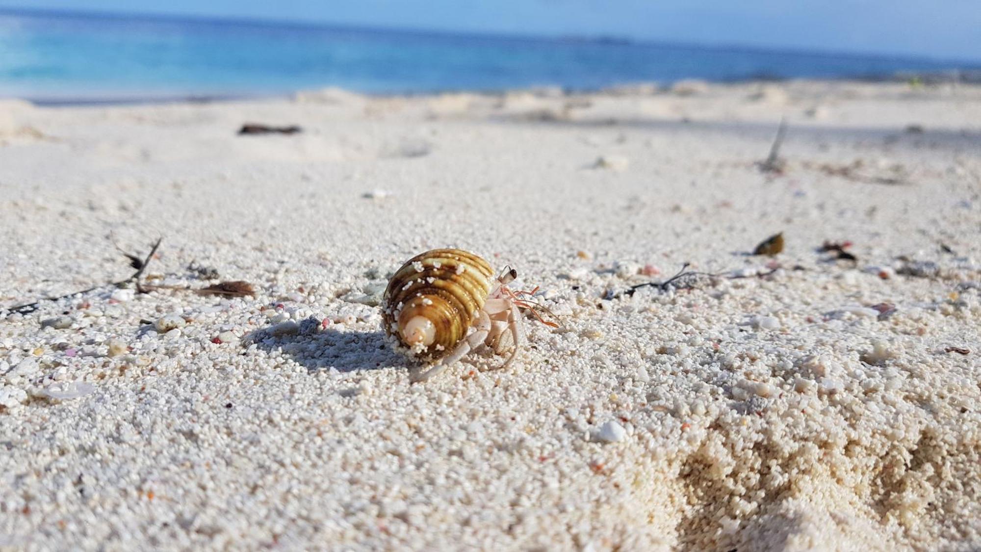Kamadhoo Inn Екстериор снимка